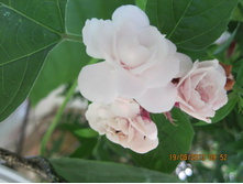 ������������ ������������