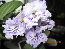 �� - ���������