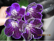 �������� ����