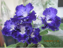 DS - �������