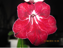 DS-���������