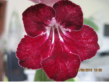 DS-���������