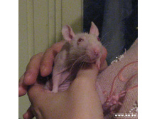 �����-������