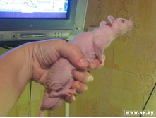 �� ��������