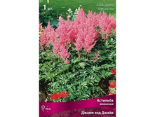 �������� ����� ��� �����