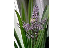 ��������� (���)