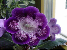 ��������� Peridots Darth Vader  - ���