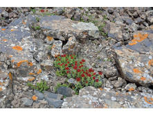 ������� ��������