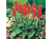 ���� �����������