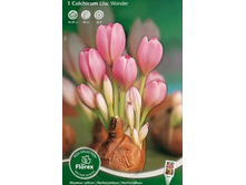 ������������ ����� �����