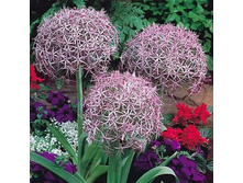 ��� ������������ �������������� 3��