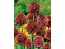 ��� ������������ ������������� 25��