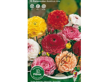 ����� ����� ������� 10��