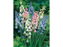 �������� ������������� 10��