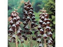 ������ ���������� 1��