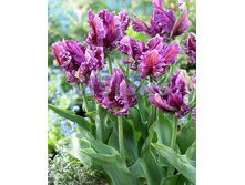 ������� ���������� ������� ������� ������ 5��