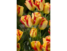 ������� �������������� �������� 10��