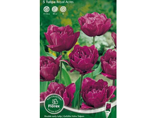 ������� ���� ���� 5��