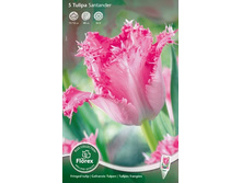 ������� ��������� 5��