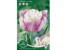 ������� ���� ������ 5��