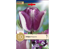 ������� �������� 8��