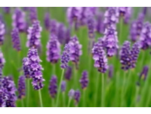 ���������� ����  191 ���..jpeg