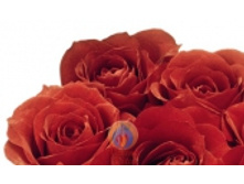 ������� ���� 254 ���..jpeg