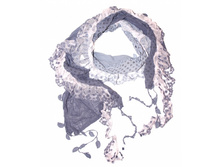 ������ � �������� ������. �����: ����������, �����. 445 �