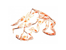 ������ �������, � ������������. 30 �.