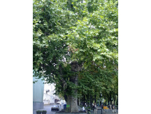 ���������� ������