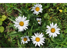 DSC_0442 - �����.JPG