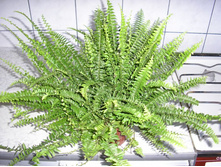 ����������....���������� ���� ����-  250 - 350 ���.