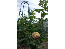 �������� 1.jpg