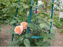 ���-���-���� 1.jpg