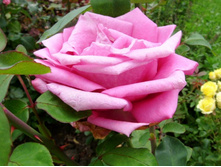 ��� ������.JPG