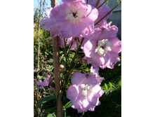 ��������� ��������.JPG