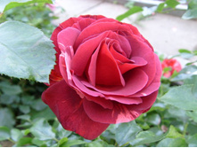 ���� ������.JPG