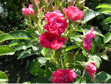 ���� �����������.JPG