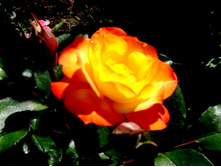 ���� �����.JPG