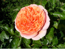 ���� ���������.JPG