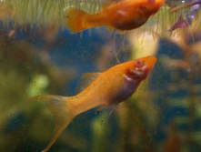 ����� ������������.JPG