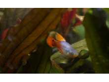 ��� ��������.JPG