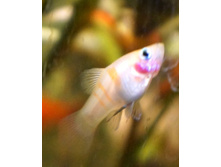 �������� ������.JPG