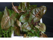 ��������� ���� �����