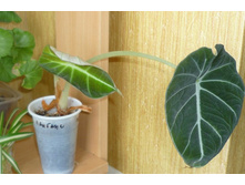 �������� ���� �������