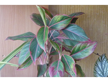 ��������� ���� ������