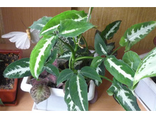 ��������� ��������