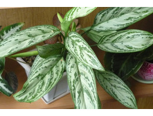 ��������� ������� ����