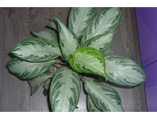 ��������� ������� ���