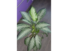 ��������� ������� ���